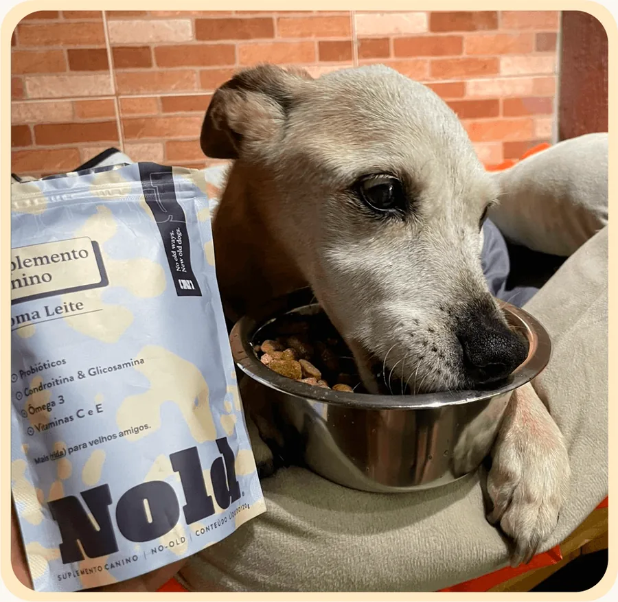 Cão idoso comendo a ração com Nold ao lado do pacote