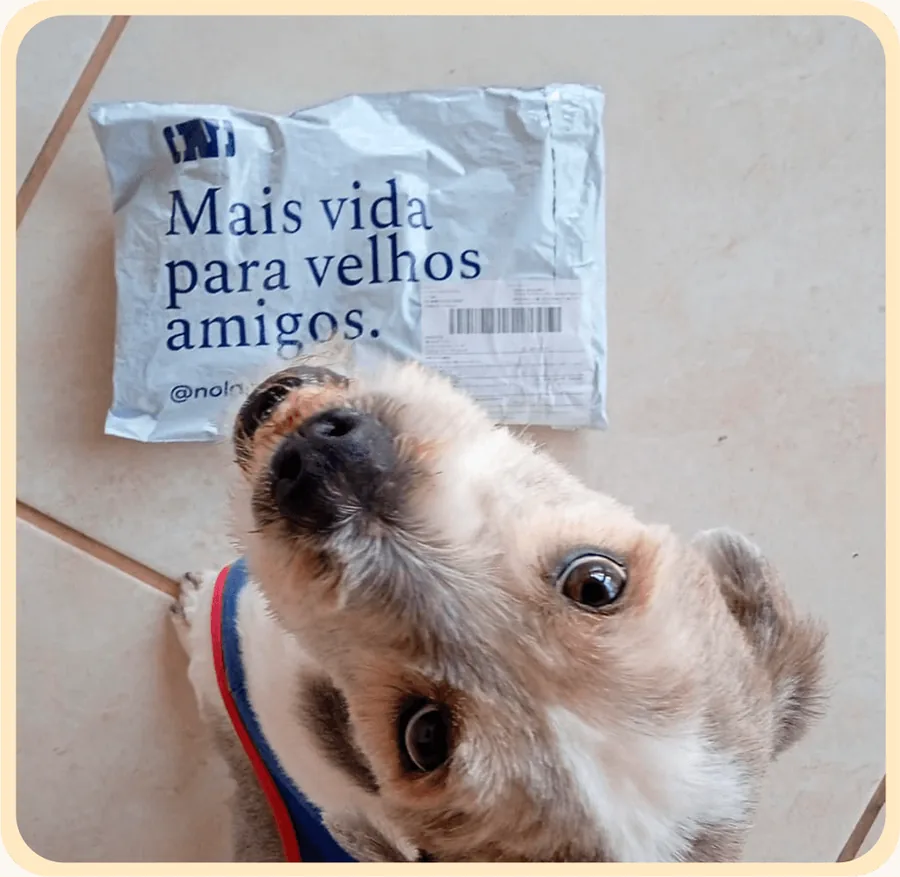 Cão cheirando a embalagem da Nold recém-chegada