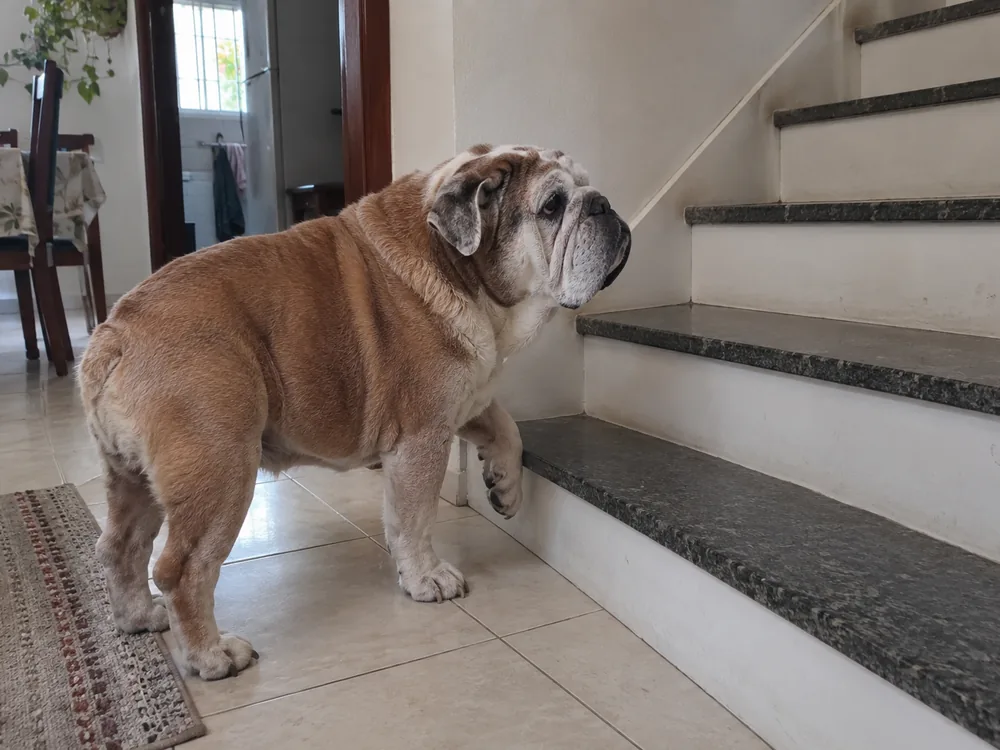 Bulldog inglês idoso parado ao pé da escada, hesitando