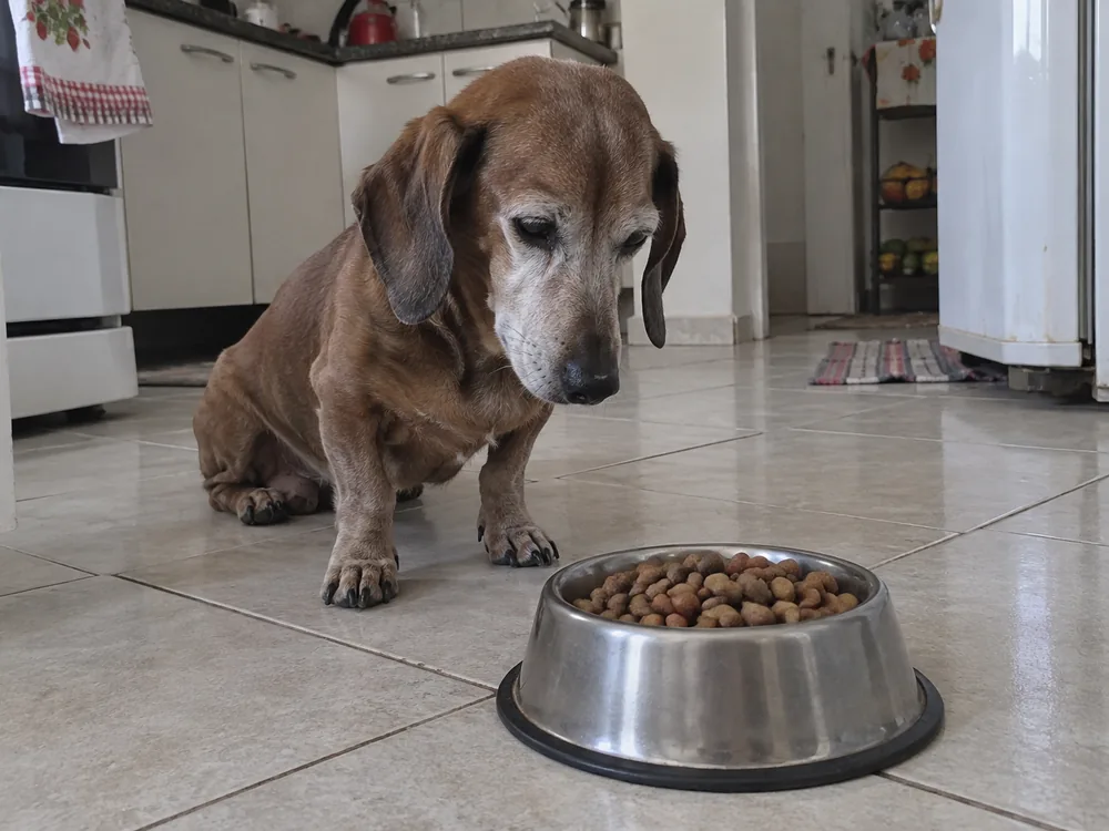 Dachshund idoso olhando para o pote de ração cheio sem comer
